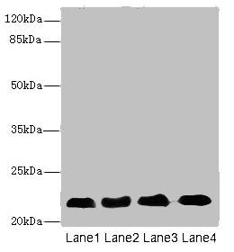 CRIP2 Antibody