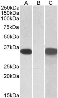 CRISP2 Antibody