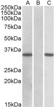 CRISP2 (aa77-89) Antibody
