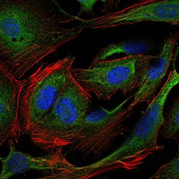 CRK Antibody