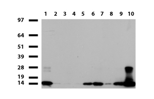 DPYSL2 Antibody