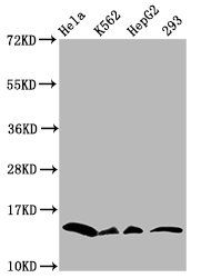 HIST1H2BC Antibody