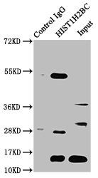 HIST1H2BC Antibody