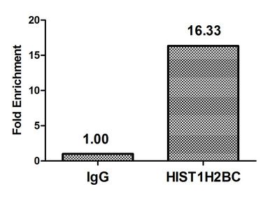HIST1H2BC Antibody