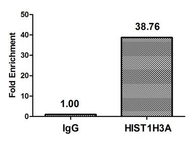 Crotonyl-HIST1H3A (K18) Antibody