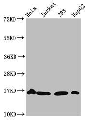 Crotonyl-HIST1H3A (K56) Antibody