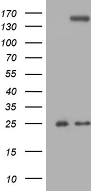 MED27 Antibody