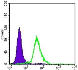 CRTC2 Antibody
