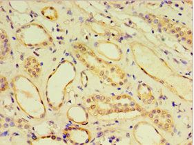 CRX Antibody