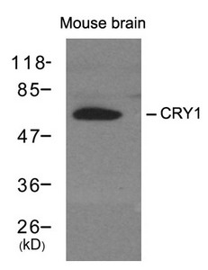 CRY1 Antibody