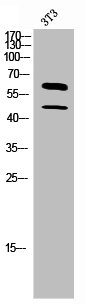 CSF1 Antibody