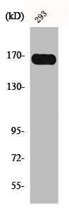 CSF1R Antibody