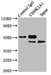CSNK2A1 Antibody