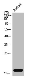 CST1 Antibody