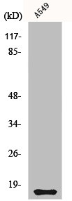 CST11 Antibody
