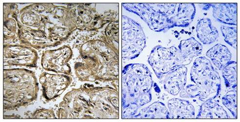 CST9L Antibody
