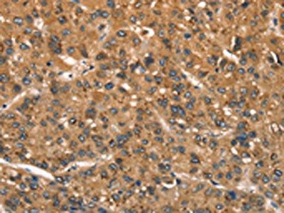 CSTB Antibody