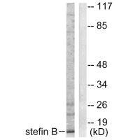 CSTB Antibody