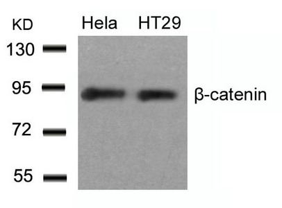 CTNNB1 Antibody