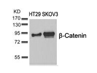 CTNNB1 Antibody