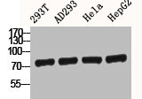 CTNNB1 Antibody