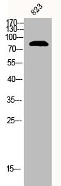 CTNNB1 Antibody