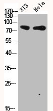 CTNNB1 Antibody