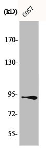CTNNB1 Antibody