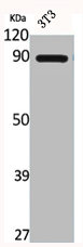 CTNNB1 Antibody
