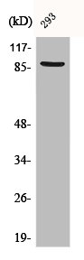 CTNNB1 Antibody