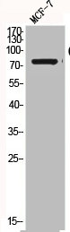 CTNNB1 Antibody