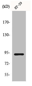 CTNNB1 Antibody
