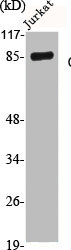 CTNNB1 Antibody