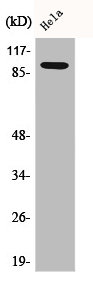 CTNNB1 Antibody