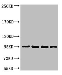 CTNNB1 Antibody