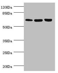 CTNNBL1 Antibody