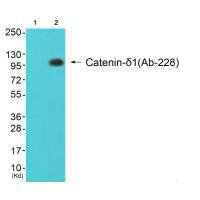 CTNND1 Antibody