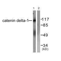CTNND1 Antibody