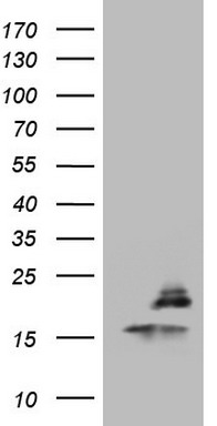 CTNND1 Antibody
