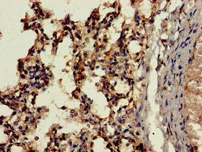 CTSH Antibody