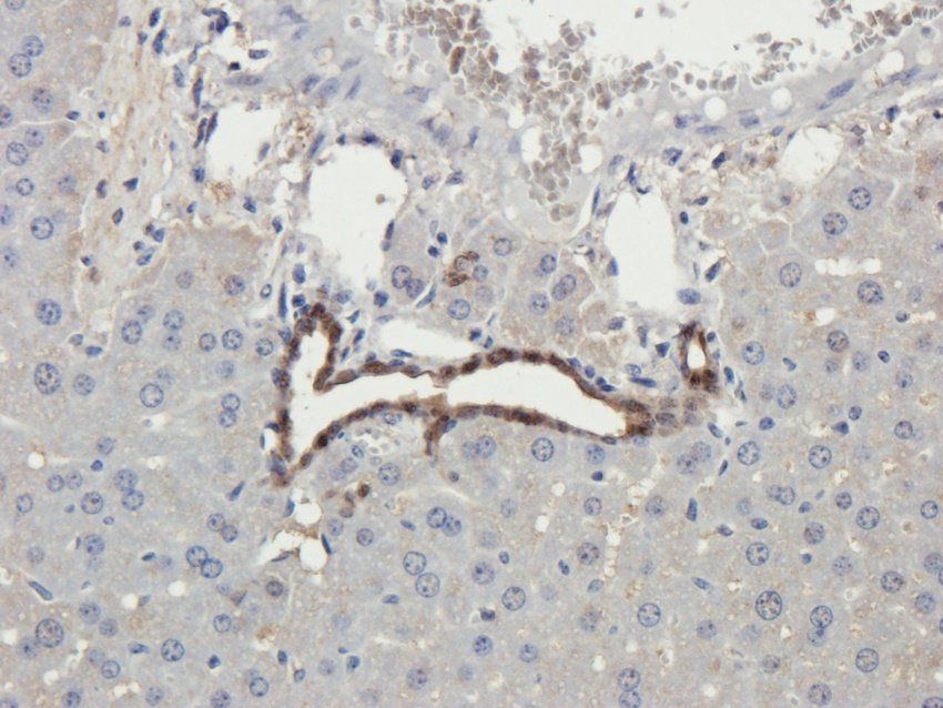 CTSS Rabbit Polyclonal Antibody