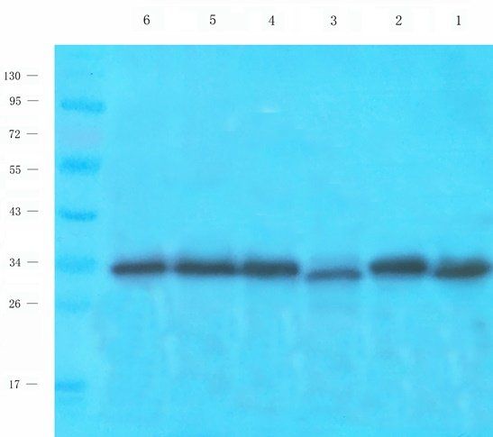 CTSS Rabbit Polyclonal Antibody