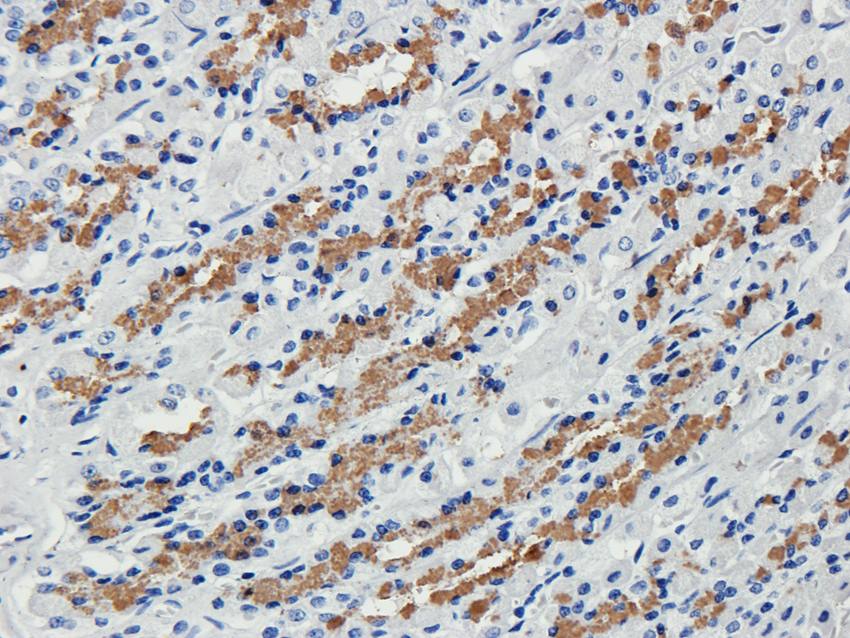 Cubilin antibody