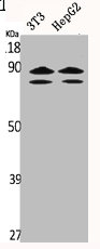 CUL1 Antibody