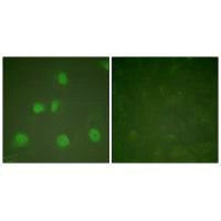CUL1 Antibody