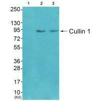 CUL1 Antibody