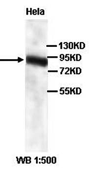 CUL1 Rabbit Polyclonal Antibody