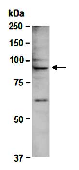 CUL3 (C) Antibody, Rabbit Polyclonal