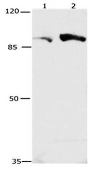 CUL4A Rabbit Polyclonal Antibody