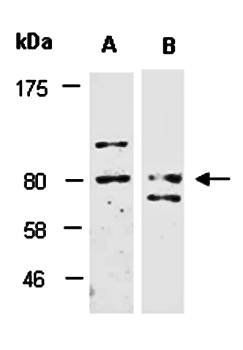 CUL4A (vPairTM) Antibodies